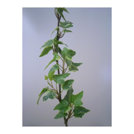 【生花】アイビー　リサ(小葉)