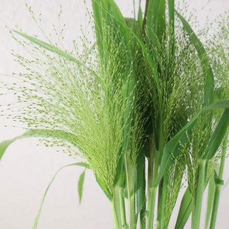 【生花】スモークグラス(グリーン)40cm程度【OT】福岡県ほか