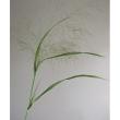 【生花】スモークグラス(グリーン)40cm程度【OT】福岡県ほか