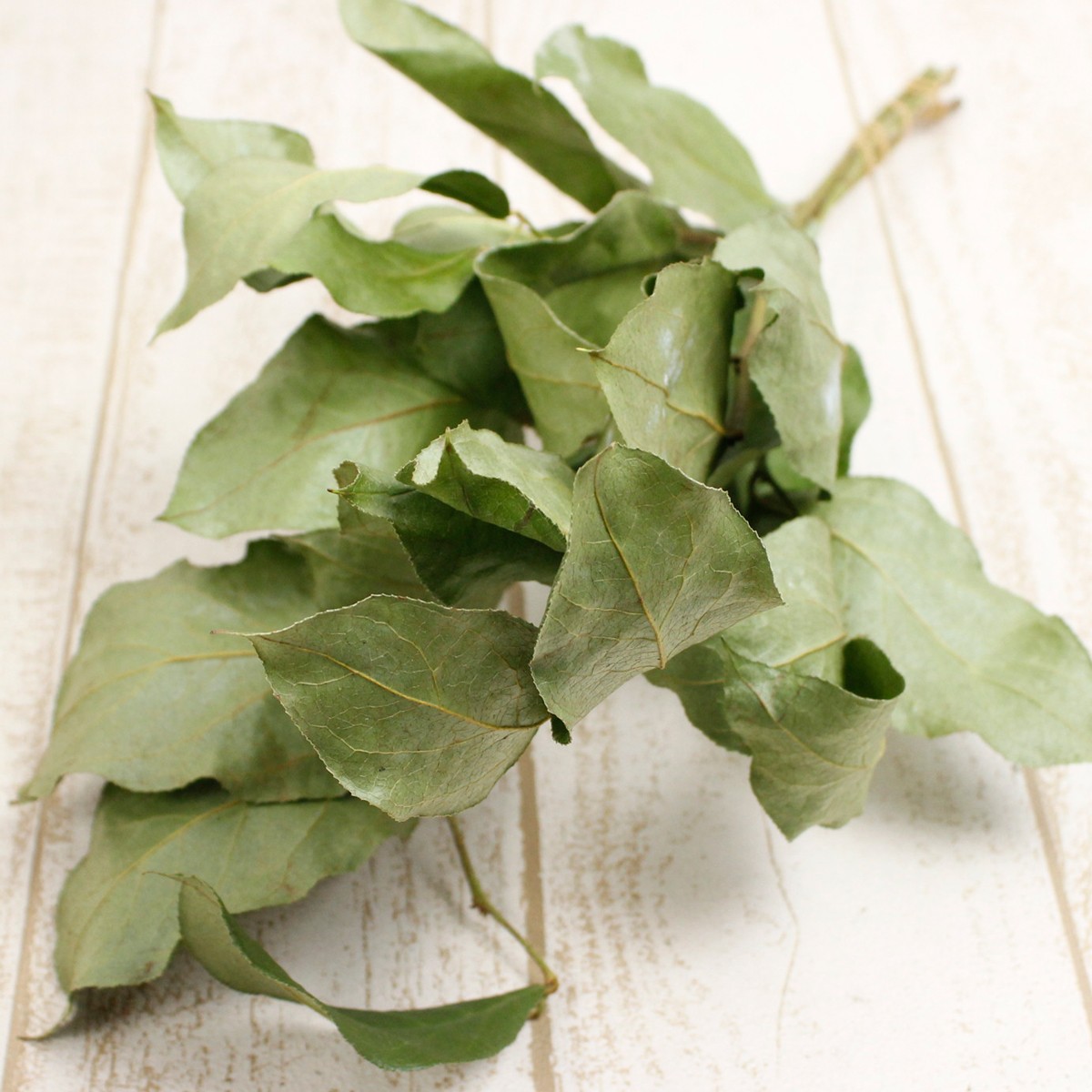 ドライ J Flow レモンリーフ 束3 5本 通販 はなどんやアソシエ ドライ J Flow レモンリーフ 束3 5本 通販 はなどんやアソシエ