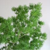 販売ラスト‼️ 琉球*海花のたね　カラフル ミリオグラタス 琉球ガラス】【ペア】ハートグラス(海蛍/オレンジ＆緑)【名入れ