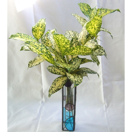 直前 ゴットセフィアナ グリーン 白 70cmロング 通販 はなどんやアソシエ 直前 ゴットセフィアナ グリーン 白 70cmロング 通販 はなどんやアソシエ