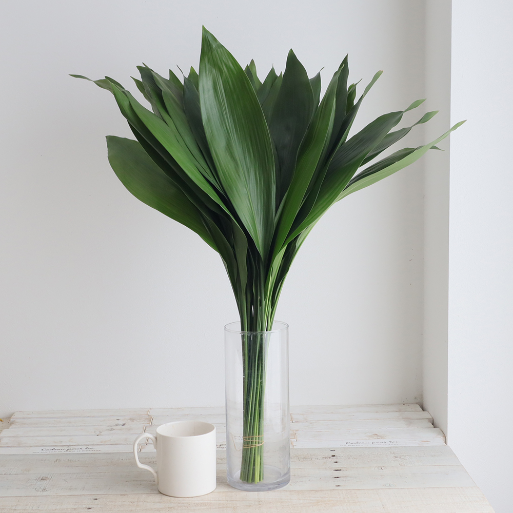 【生花】青ハラン 70cm【FJ】 - 花材通販はなどんやアソシエ