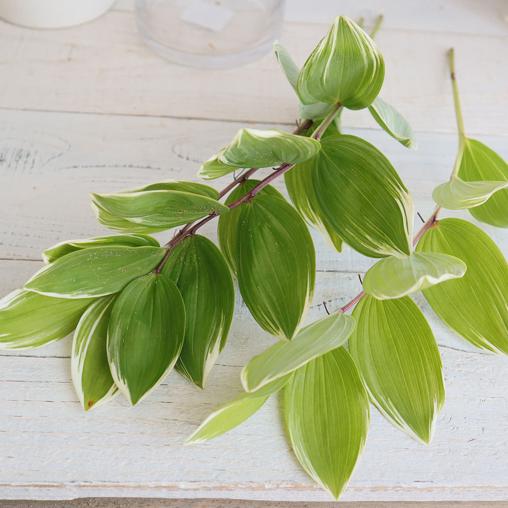 生花 ナルコラン グリーン白斑 40 50cm程度 新潟 福島など Fj 通販 はなどんやアソシエ 生花 ナルコラン グリーン白斑 40 50cm程度 新潟 福島など Fj 通販 はなどんやアソシエ