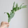 【生花】ナルコラン(緑葉)斑が入ってない。