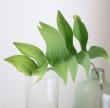 【生花】ナルコラン(緑葉)斑が入ってない。