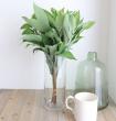 【生花】ナルコラン(緑葉)斑が入ってない。
