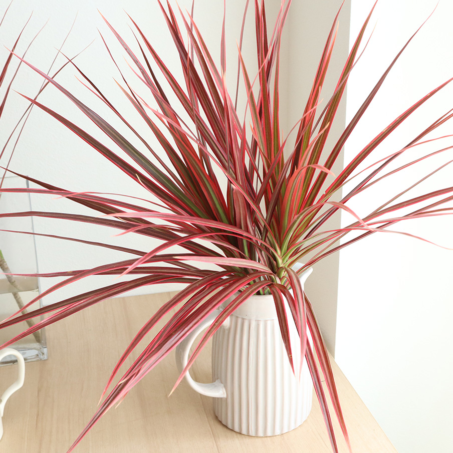 直前 ドラセナ コンシンネレインボー40cm 生花 直前 ドラセナ コンシンネレインボー40cm 生花