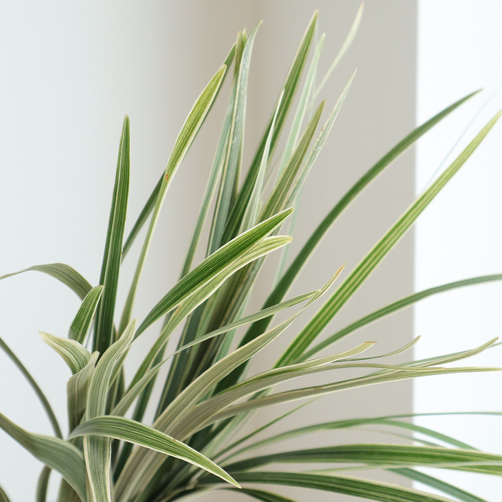 生花】ミスカンサス[斑入り] 本数単位:: - 花材通販はなどんやアソシエ