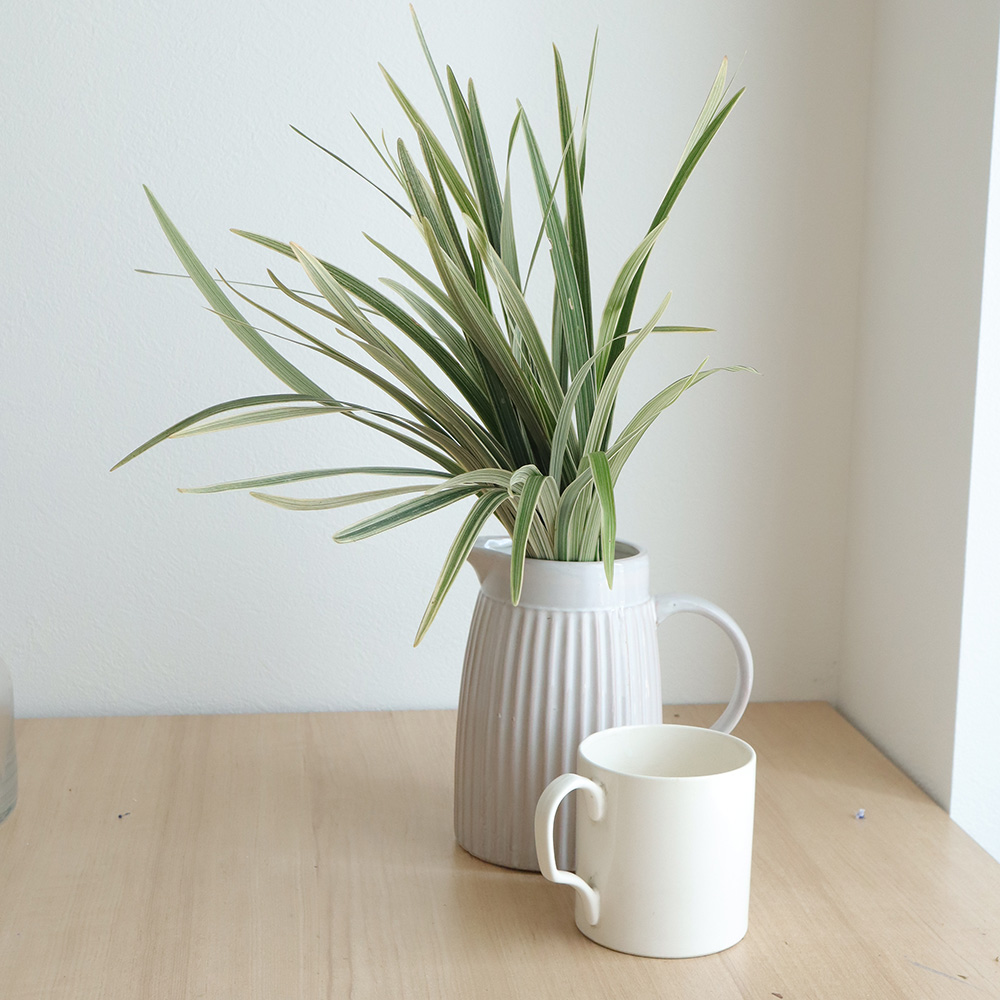 生花】ミスカンサス[斑入り] 本数単位:: - 花材通販はなどんやアソシエ