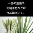 【直前!!!】ミスカンサス[斑入り] 本数単位【生花】