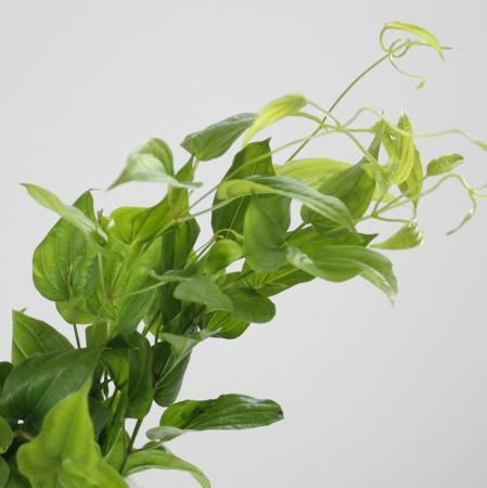 【直前!!!】利休草70cm程度　ロング【生花】