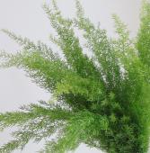 ※販売期間外※【生花】天文草（タチテンモンドウ）50cm程度【FJ】静岡経済連