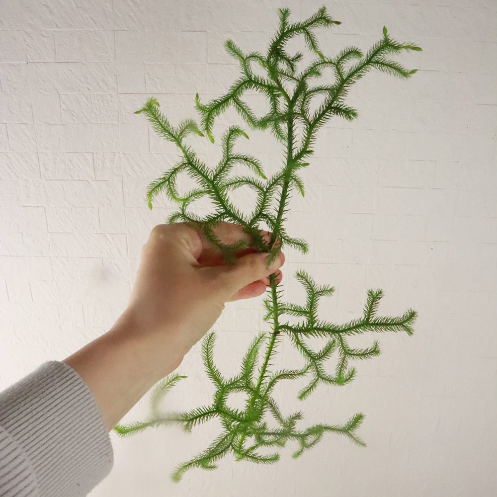 生花】国産 ヒカゲカズラ(つまみ30cm程度) - 花材通販はなどんやアソシエ