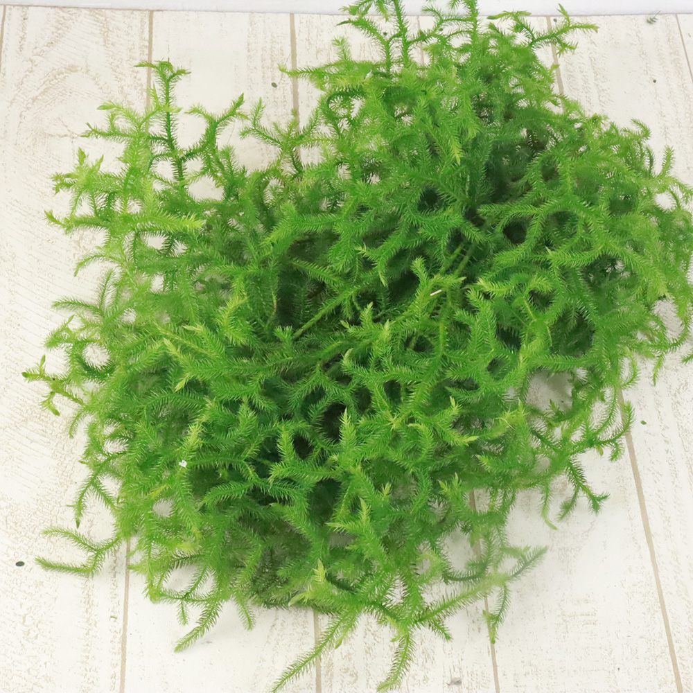 ヒカケカズラ 生花】国産 ヒカゲカズラ(つまみ30cm程度) - 花材通販はなどんやアソシエ