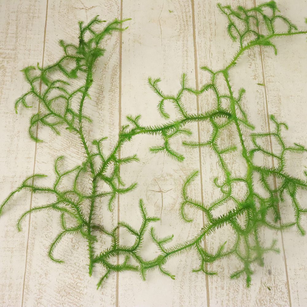 生花】国産 ヒカゲカズラ(つまみ30cm程度) - 花材通販はなどんやアソシエ
