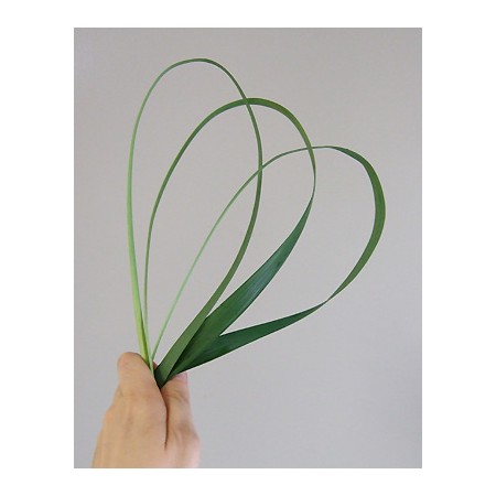 【直前!!!】半束ミスカンサス[グリーン]　(約20本程度)【生花】