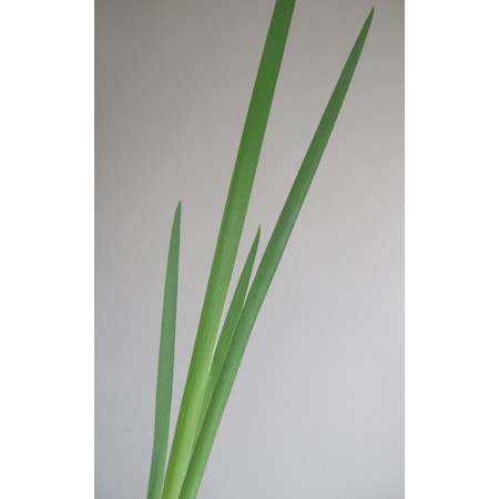 生花 オクラレルカ グリーン 通販 はなどんやアソシエ 生花 オクラレルカ グリーン 通販 はなどんやアソシエ