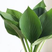 ※販売期間外※【生花】ギボシ（グリーン）φ15cm程度 【OT】