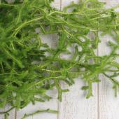 生花】沓掛さんのヒカゲカズラ ロング(60〜cm程度)1束単位 約10本 早