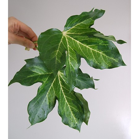 生花 斑入りヤツデ グリーン 通販 はなどんやアソシエ 生花 斑入りヤツデ グリーン 通販 はなどんやアソシエ
