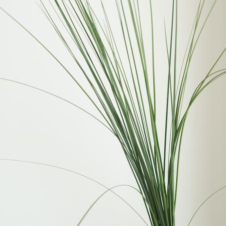 【直前!】スチールグラス 本数単位【生花】