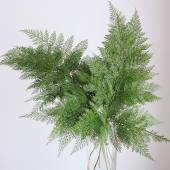 【生花】タバリアファン　XLサイズ(60cm程度)　スリランカ産　ヒュージェインターナショナル【早締切-60】【OR-13】