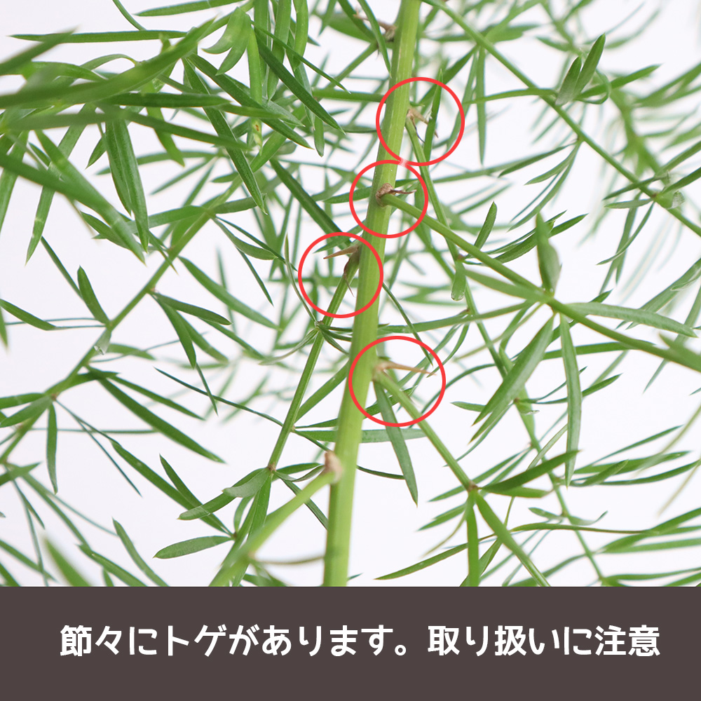 生花 南原農園 アスパラ スプレンゲリー 50センチ 早締切 71 通販 はなどんやアソシエ 生花 南原農園 アスパラ スプレンゲリー 50センチ 早締切 71 通販 はなどんやアソシエ