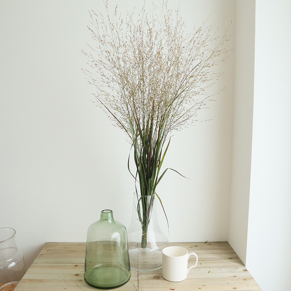 生花 みやび花園さんのパニカム 木金届けなし 早締切 71 通販 はなどんやアソシエ 生花 みやび花園さんのパニカム 木金届けなし 早締切 71 通販 はなどんやアソシエ