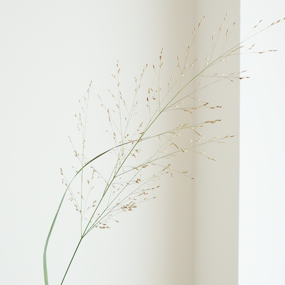 生花 みやび花園さんのパニカム 木金届けなし 早締切 71 通販 はなどんやアソシエ 生花 みやび花園さんのパニカム 木金届けなし 早締切 71 通販 はなどんやアソシエ