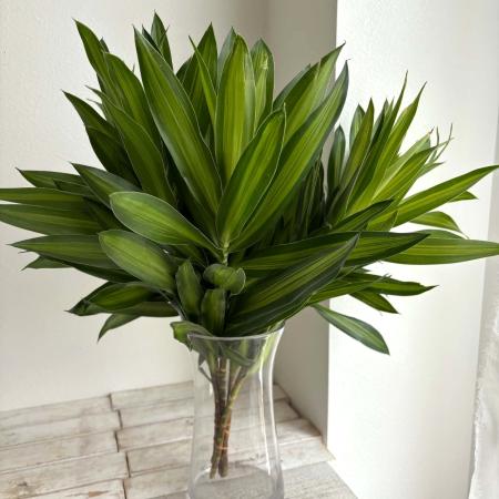 【直前!】ドラセナ　ソングオブジャマイカ　輸入　50cm　【生花】