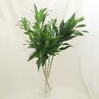 【直前!】ドラセナ　ソングオブジャマイカ　輸入　50cm　【生花】