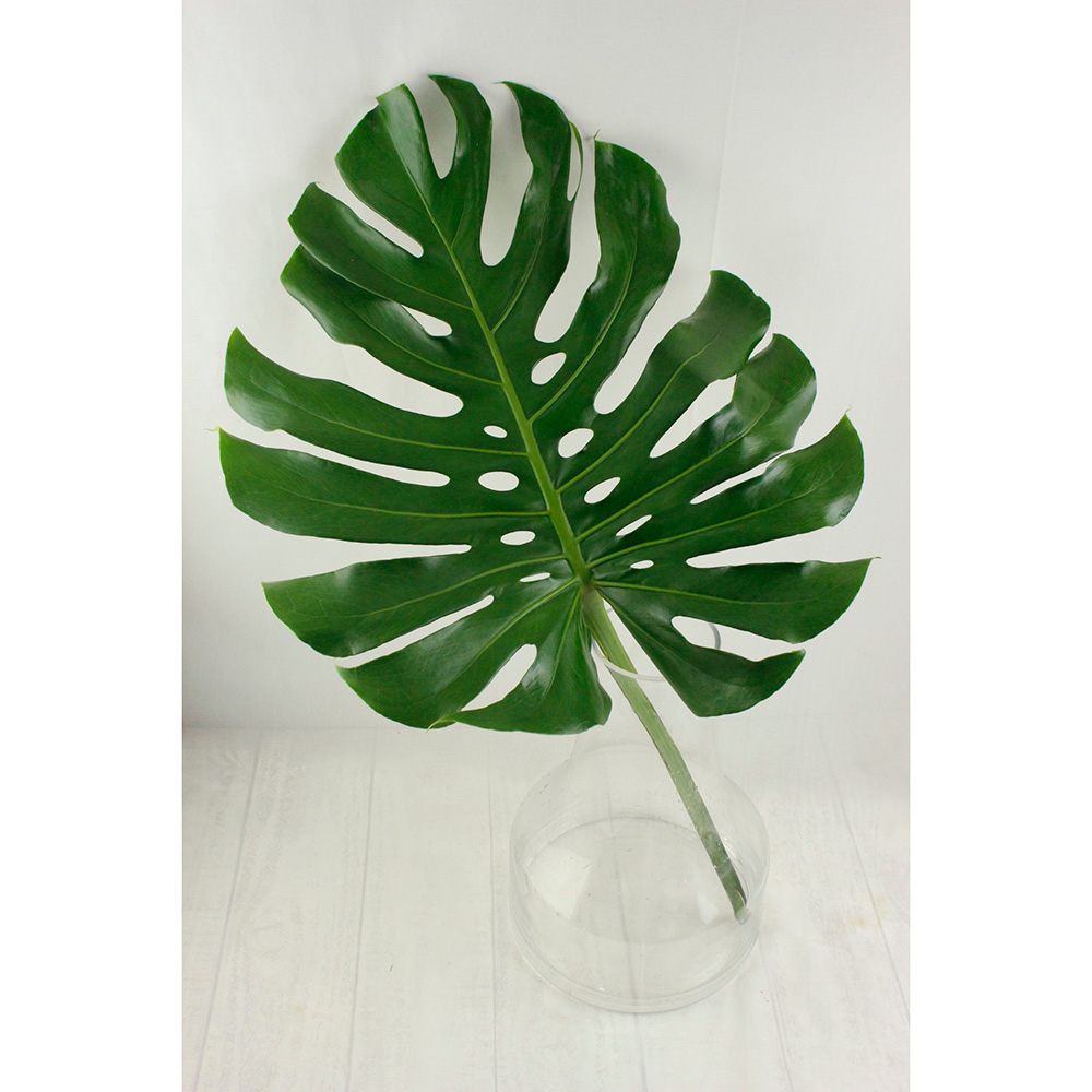 生花 モンステラxl 40 50cm 通販 はなどんやアソシエ 生花 モンステラxl 40 50cm 通販 はなどんやアソシエ