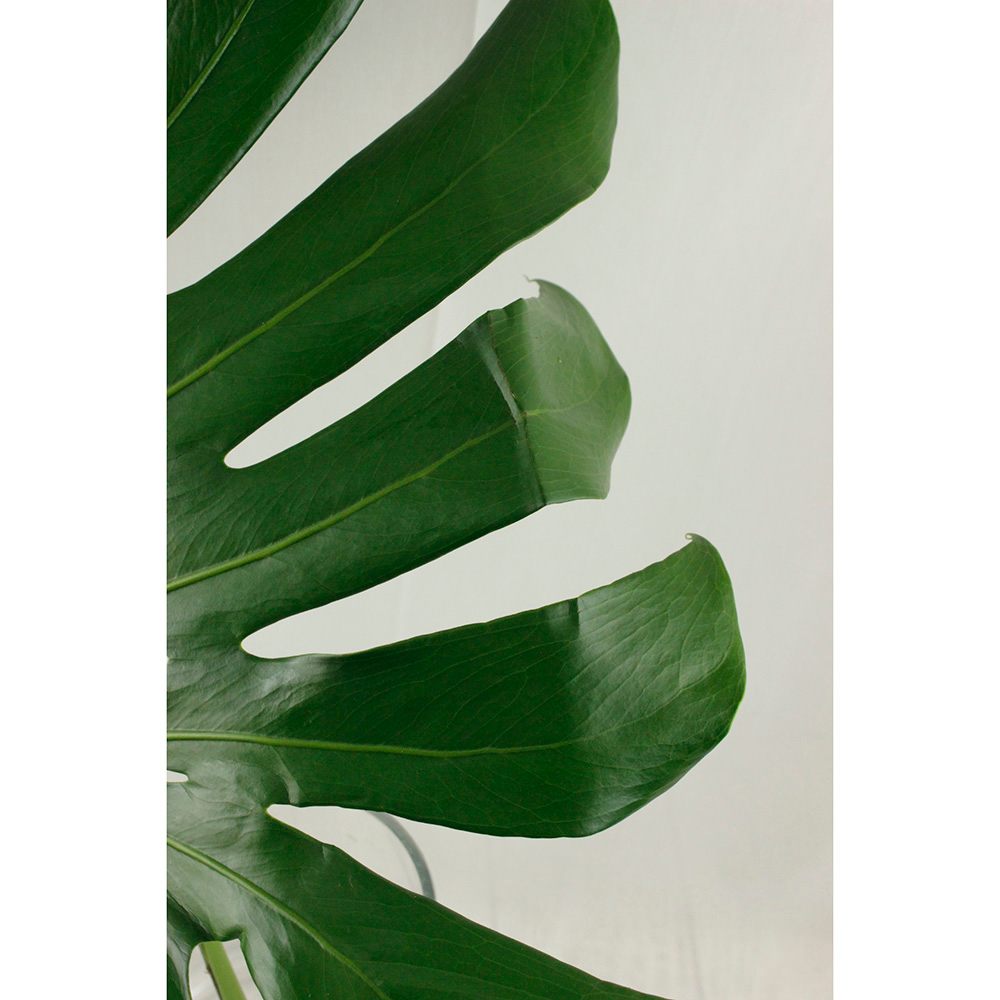 生花 モンステラxl 40 50cm 通販 はなどんやアソシエ 生花 モンステラxl 40 50cm 通販 はなどんやアソシエ