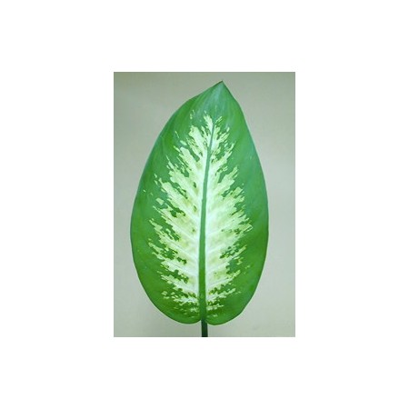 【生花】ディッフェンバキア　アモエナ