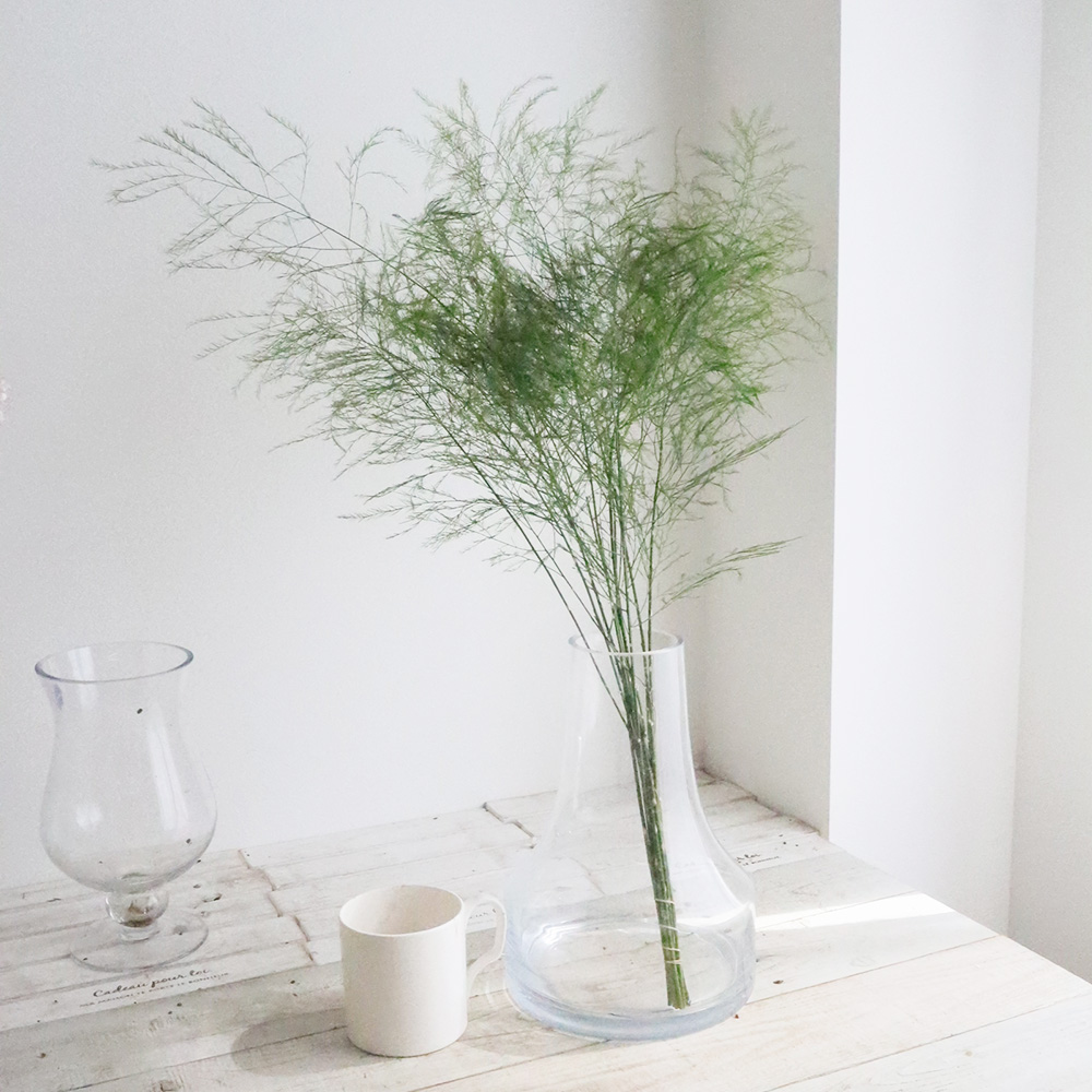 生花 アスパラガス アブライト 通販 はなどんやアソシエ 生花 アスパラガス アブライト 通販 はなどんやアソシエ