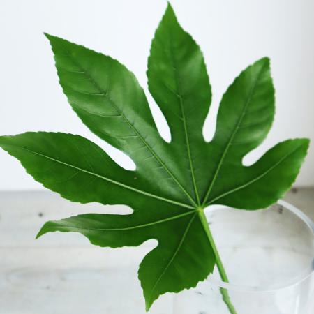 【直前!!!】ヤツデ[グリーン]φ20cm程度　Mサイズ　日本草花園【生花】