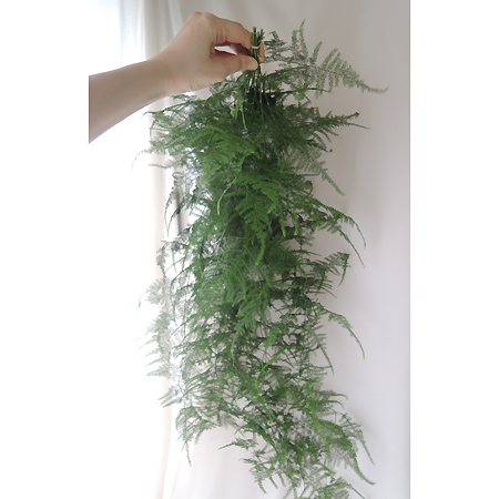 生花 南原農園 アスパラ プルモーサスナナス 70cm 早締切 71 通販 はなどんやアソシエ 生花 南原農園 アスパラ プルモーサスナナス 70cm 早締切 71 通販 はなどんやアソシエ