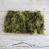 ※販売期間外※【生花】苔パック(ハイゴケ) 新潟産【早締切-74】