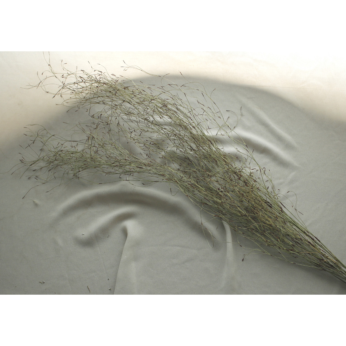 ドライ】J・flow/エミューフェザー(1束7本) - 花材通販はなどんやアソシエ