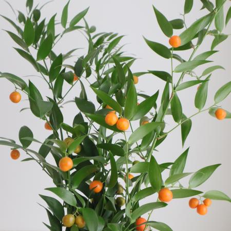 【生花】実付きイタリアンルスカス　宮内バラ園50cm【OT】