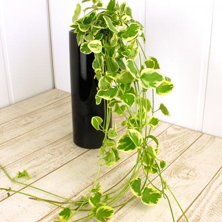 【直前!!!!】ツルニチニチソウ(斑入り)60cm【生花】