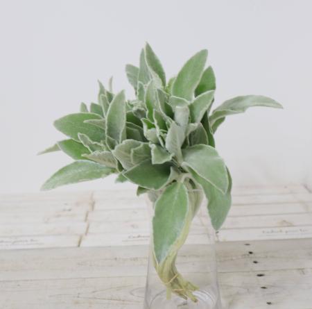 【生花】ラムズイヤー(ステム)Lサイズ　折原園芸ほか【FJ】