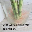 【生花/即納】ミリオンバンブーストレート　約40cm程度　【生花】