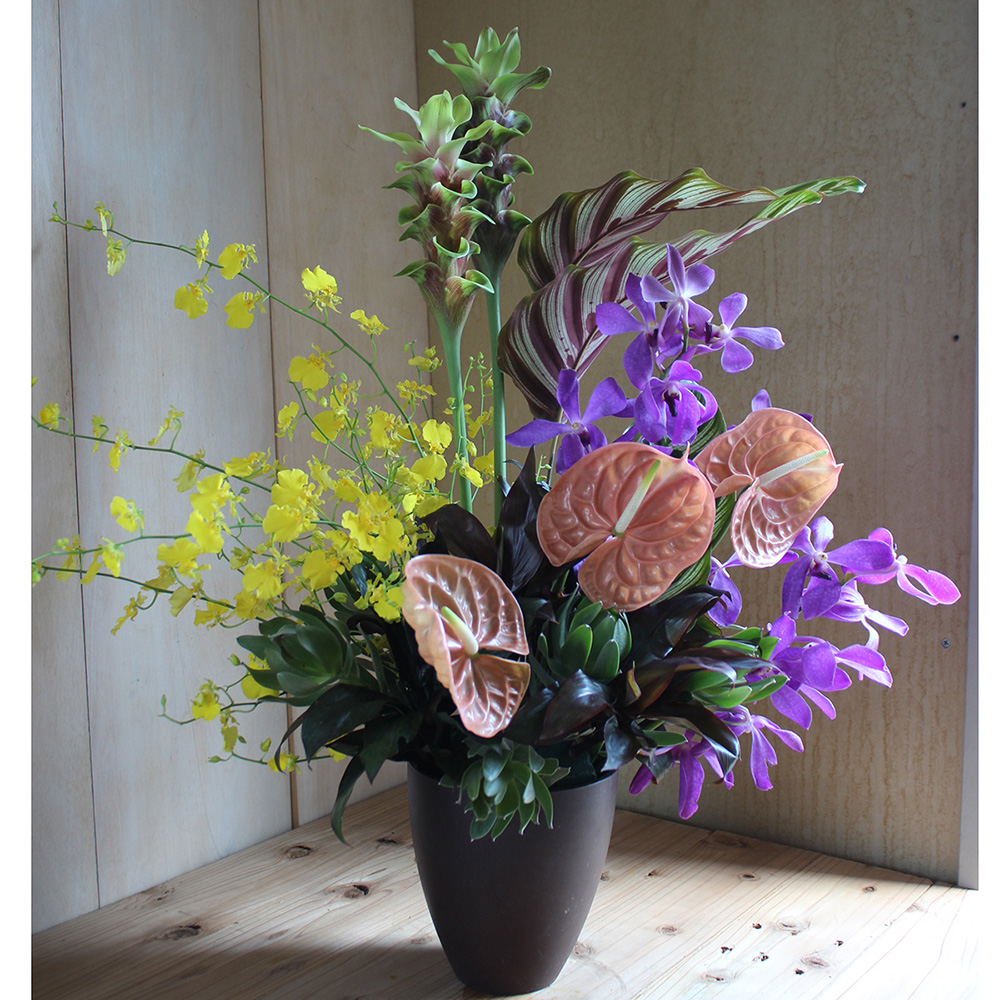 生花 ドラセナ パープルコンパクタ 50センチ程度 通販 はなどんやアソシエ 生花 ドラセナ パープルコンパクタ 50センチ程度 通販 はなどんやアソシエ