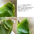 【生花】ティーリーフ(全長50cm～)　※国産指定
