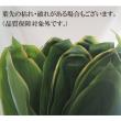 【生花】ティーリーフ(全長50cm～)　※国産指定
