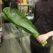【生花】ティーリーフ(全長50cm～)　※国産指定