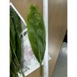 【生花】ティーリーフ(全長50cm～)　※国産指定