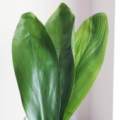 【生花/即納】＜50ｃｍ＞ティーリーフ（全長 約50cm・葉の部分約40cm）※輸入品